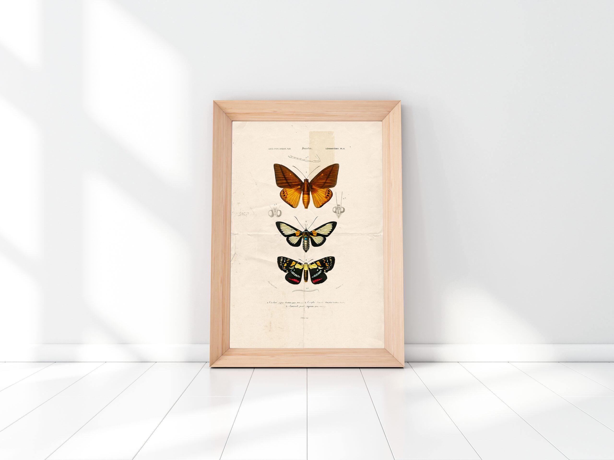 Affiche vintage papillons de nuit – Image 6