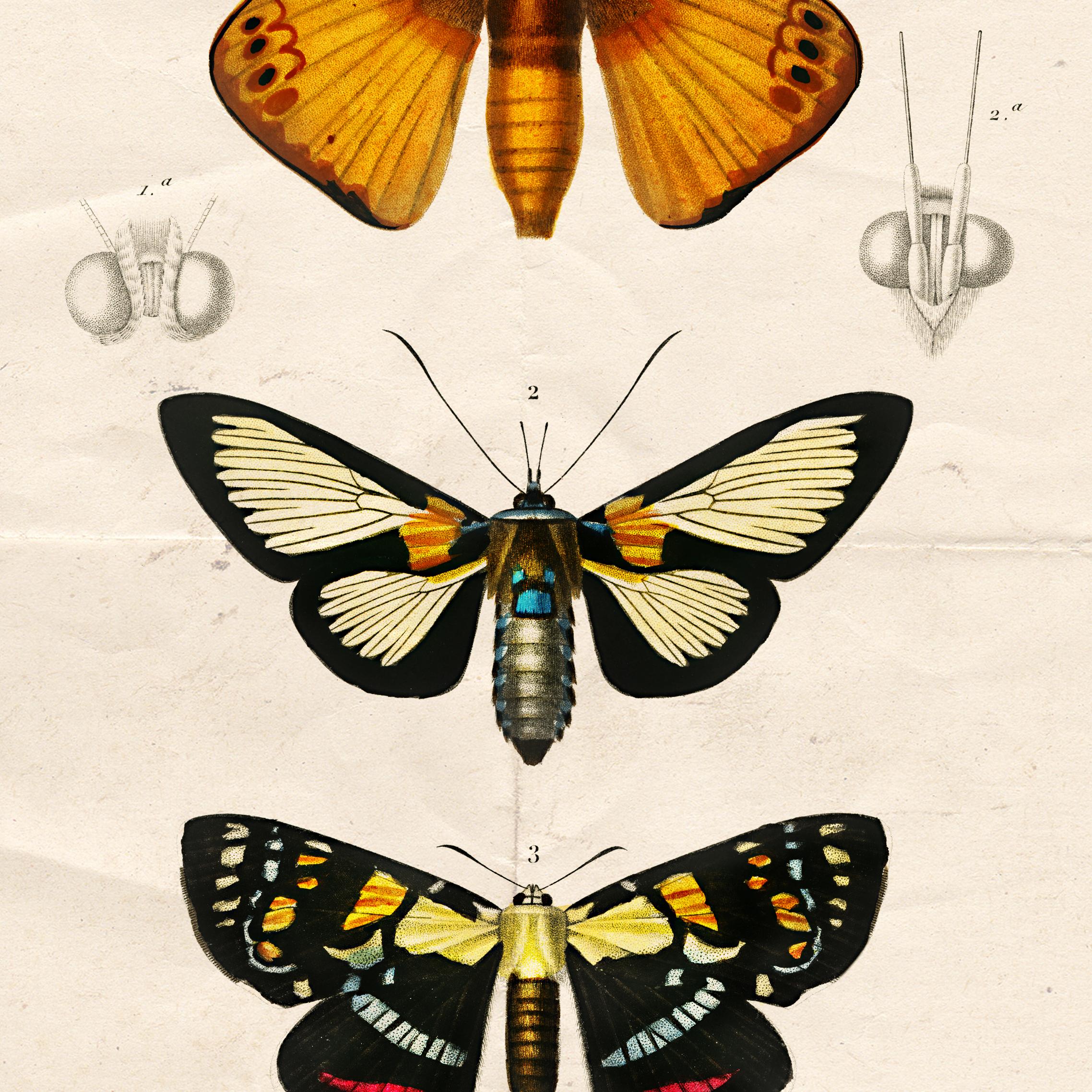 Affiche vintage papillons de nuit – Image 5